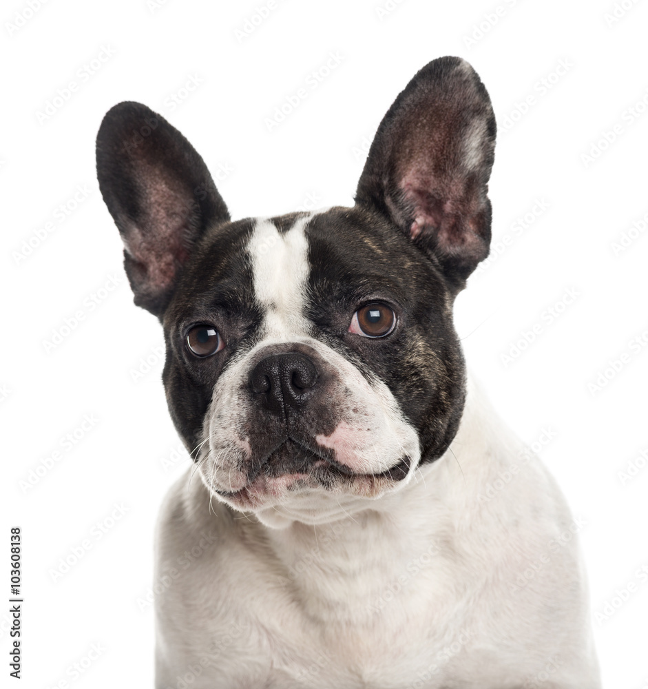 Close up of a French Bulldog isolated on white Close up of a French Bulldog isolated on white