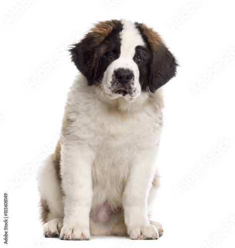 Saint-Bernard puppy looking at the camera, isolated on white