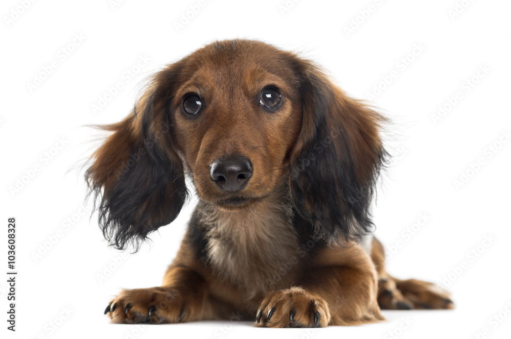 Dachshund puppy looking at the camera, isolated on white Dachshund puppy looking at the camera, isolated on white