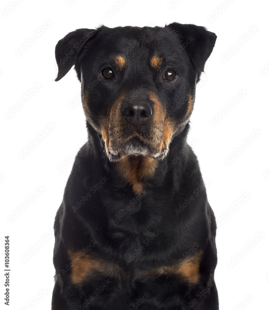 Close up of a Rottweiler, isolated on white