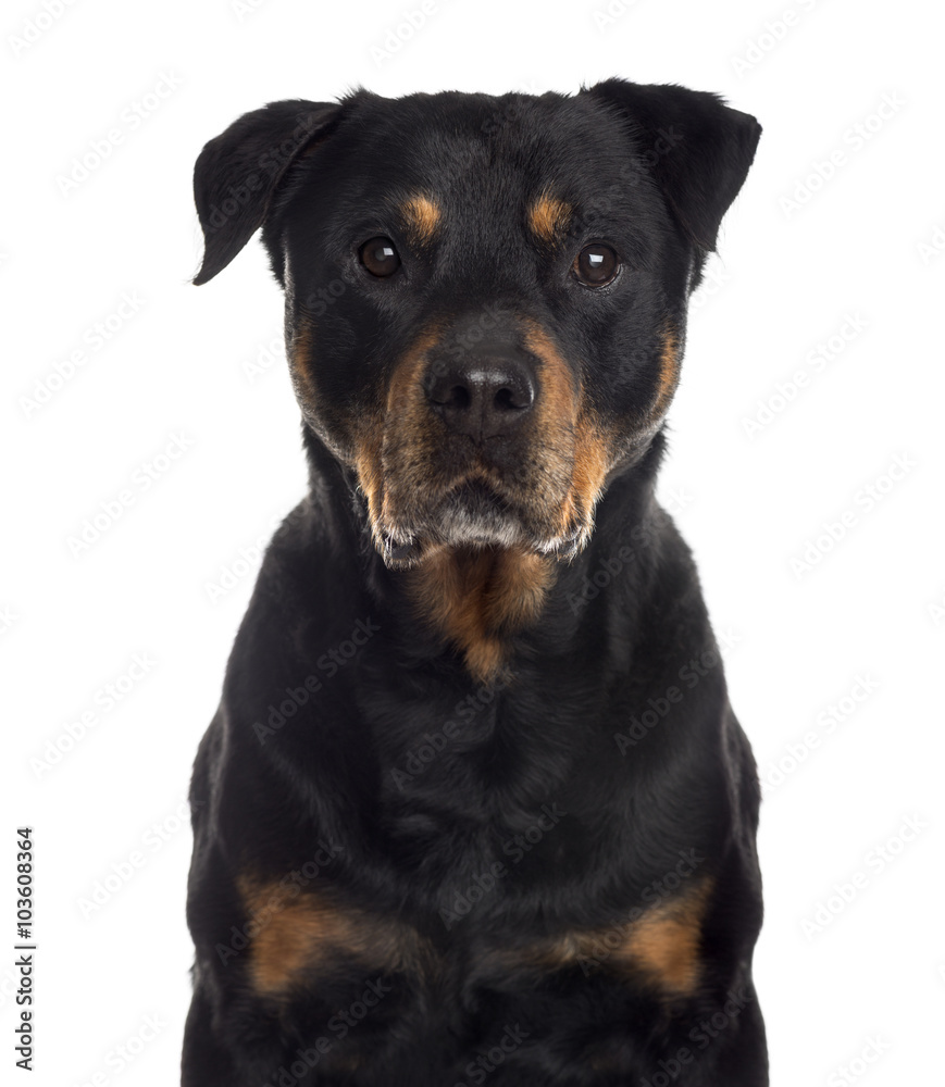 Close up of a Rottweiler, isolated on white Close up of a Rottweiler, isolated on white