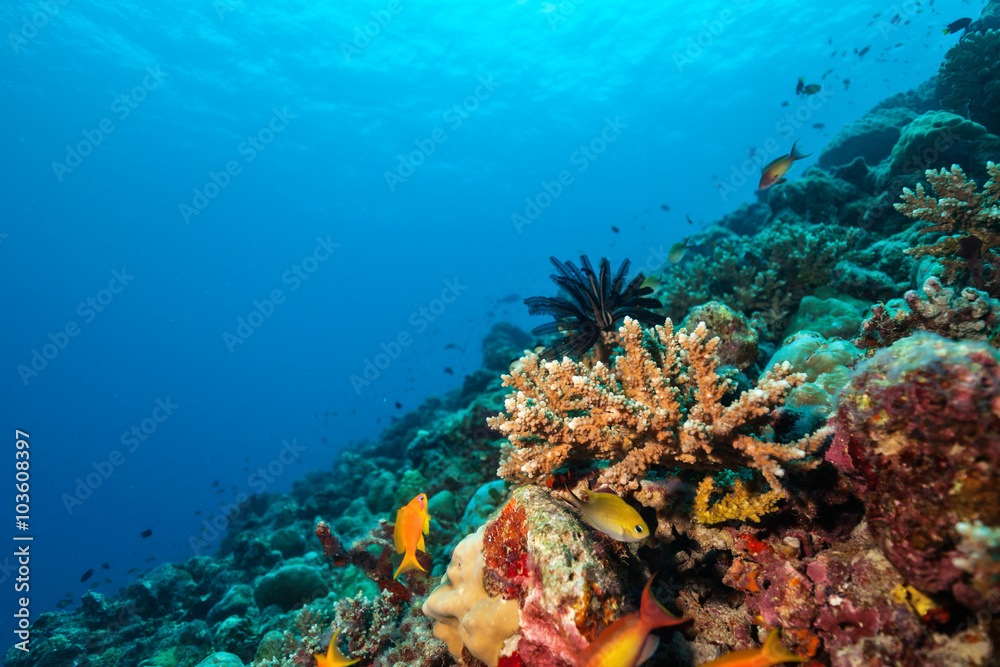 Coral reef with soft and hard corals