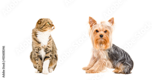 Fototapeta Naklejka Na Ścianę i Meble -  Yorkshire Terrier and cat Scottish Fold