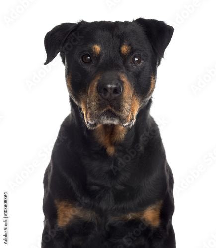 Close up of a Rottweiler, isolated on white