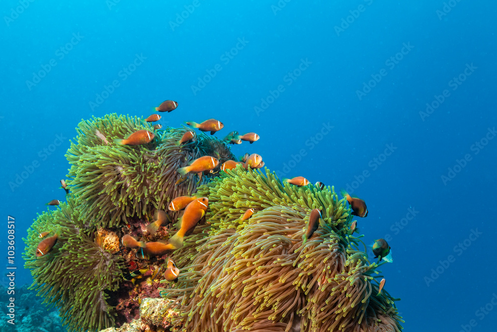 Obraz premium Nemo fish with host anemone, Clown Anemonefish