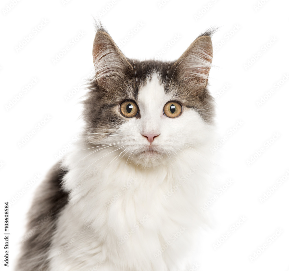 Close up of a Maine Coon, isolated on white Close up of a Maine Coon, isolated on white
