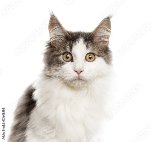 Close up of a Maine Coon, isolated on white