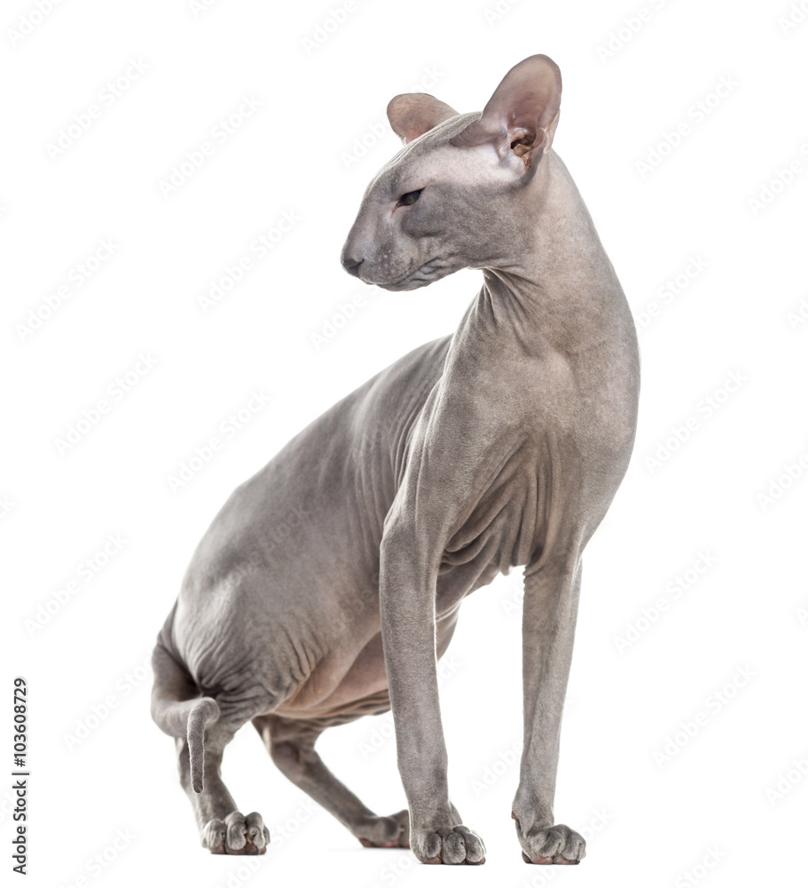 Peterbald, standing up and looking away, isolated on white Peterbald, standing up and looking away, isolated on white