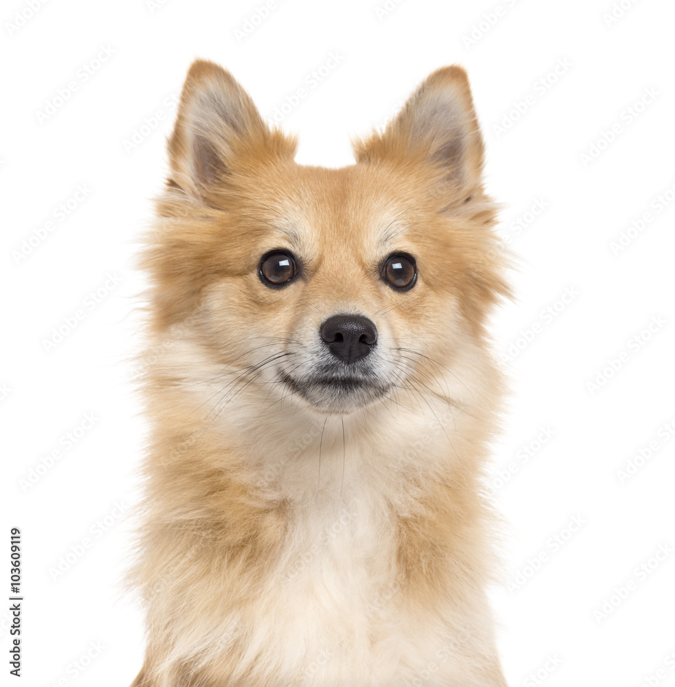 Obraz premium Close up of a Pomeranian isolated on white
