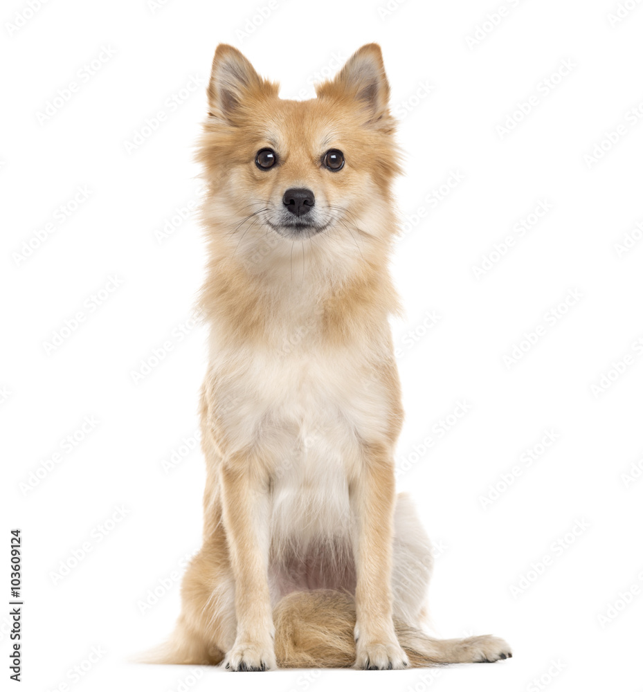 Obraz premium Pomeranian looking at the camera, isolated on white