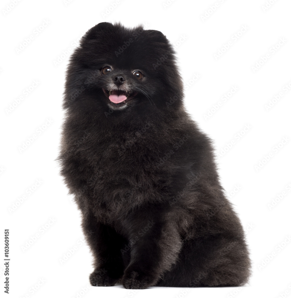 Pomeranian sticking the tongue out, isolated on white