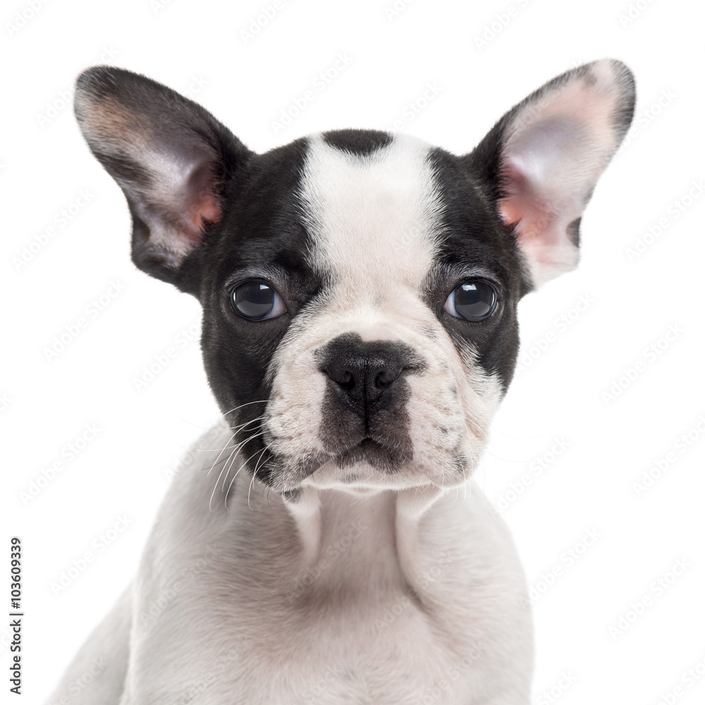 Close up of a French Bulldog puppy, isolated on white