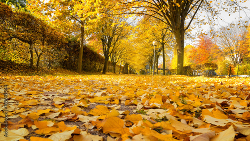 Linden alley in autumn. Shallow depth of field