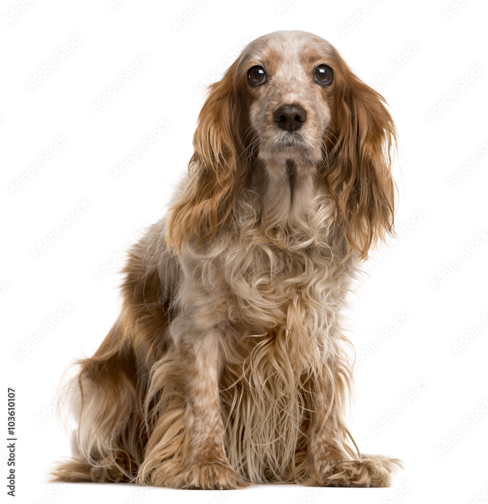 Fototapeta premium Cocker & Cavalier King Charles (cross-breed) isolated on white