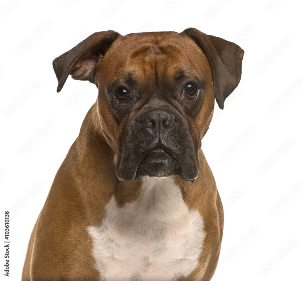 Close up of a Boxer isolated on white