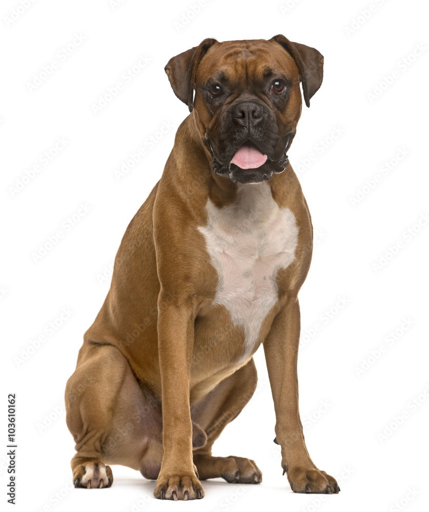 Boxer sticking the tongue out, isolated on white