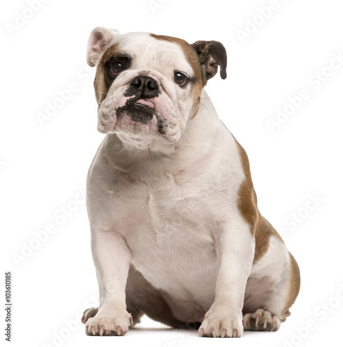 English Bulldog looking at the camera, isolated on white © Eric Isselée