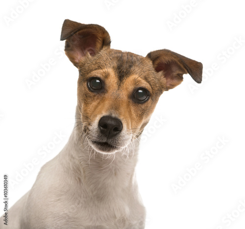 Close up of a Jack Russel isolated on white © Eric Isselée