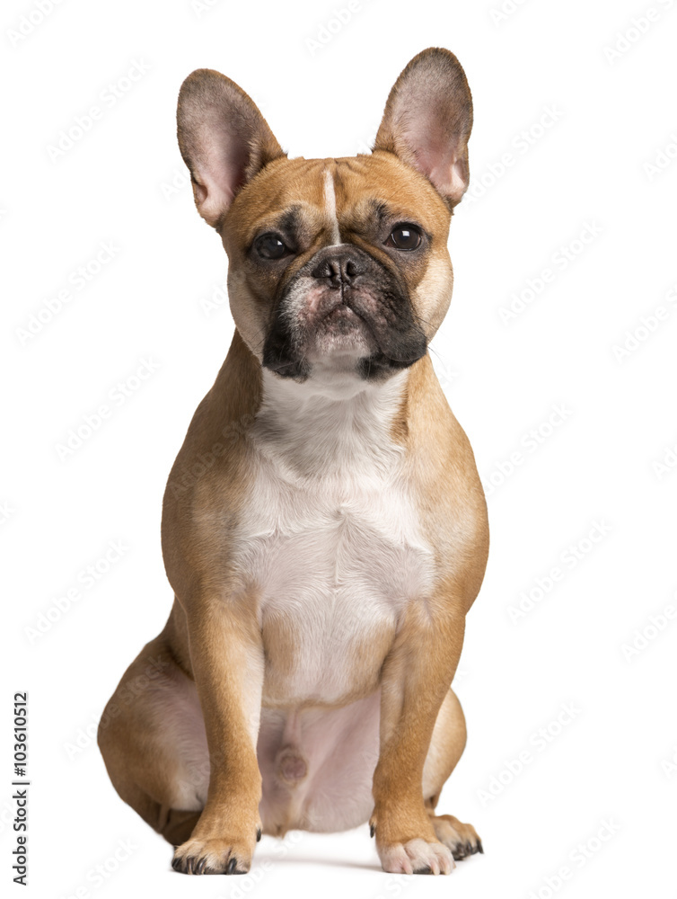 French Bulldog looking at the camera, isolated on white