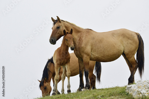 Pferde, Stute und Fohlen © schreiberVIS