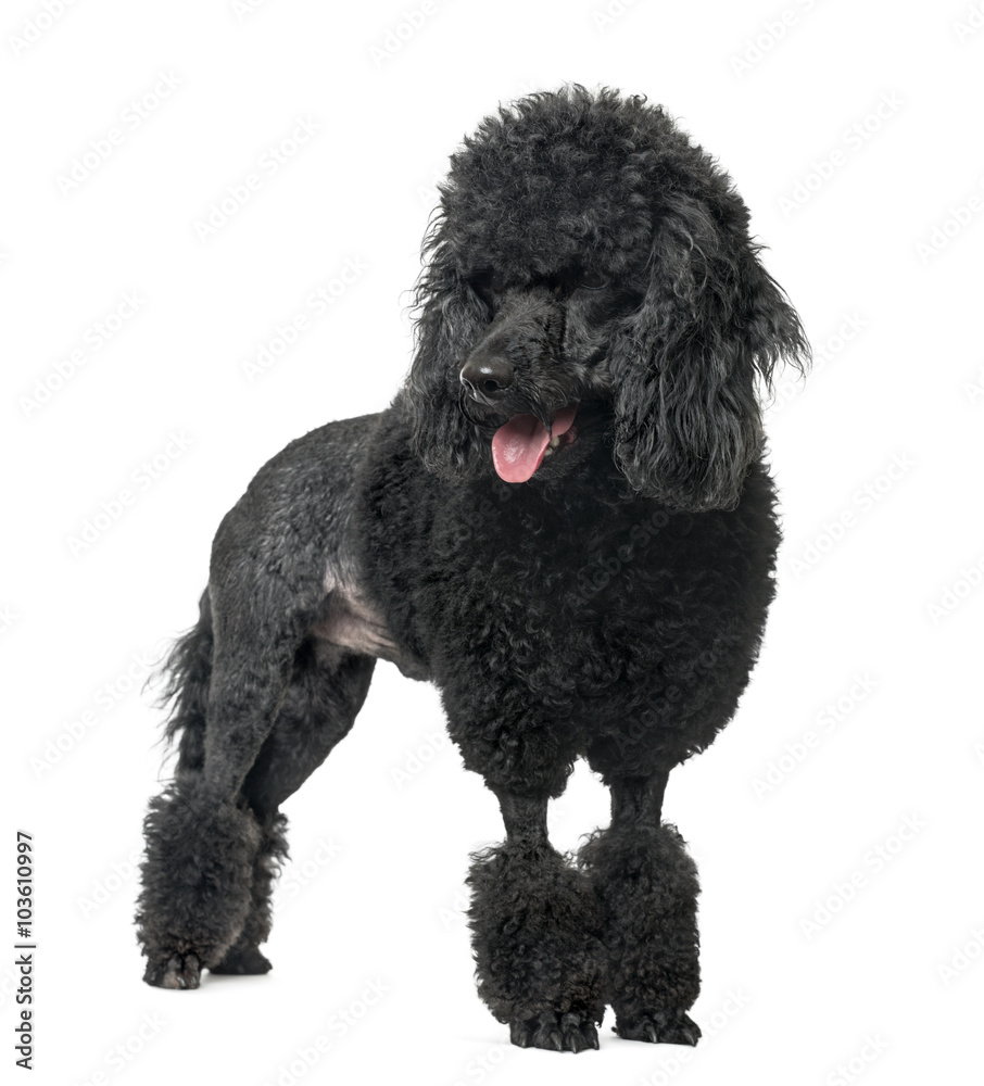 Poodle sticking the tongue out, isolated on white