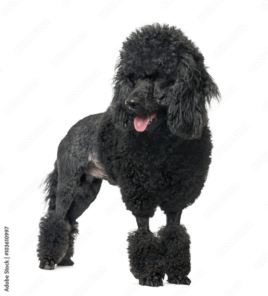 Poodle sticking the tongue out, isolated on white Poodle sticking the tongue out, isolated on white