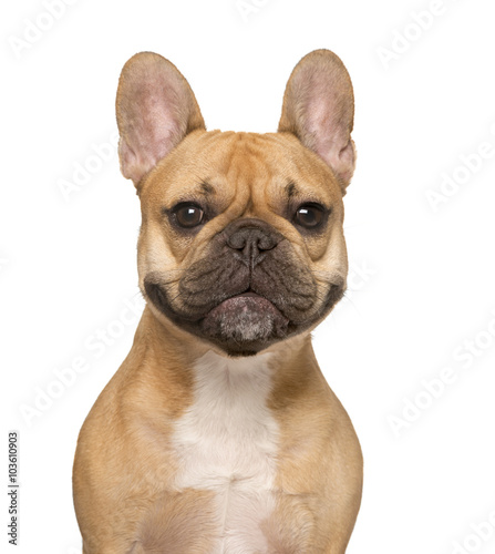 Close up of a French Bulldog, isolated on white © Eric Isselée