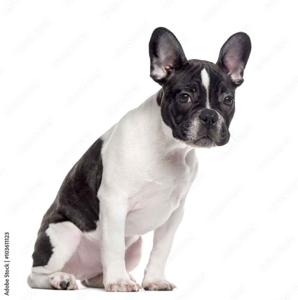 French Bulldog looking at the camera, isolated on white French Bulldog looking at the camera, isolated on white