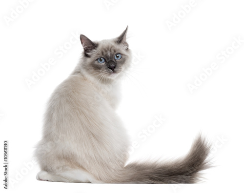 Fototapeta Naklejka Na Ścianę i Meble -  Rear view of a Neva Masquerade sitting, isolated on white
