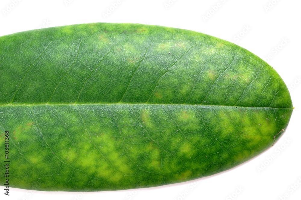 Chlorosis on leaf - obrazy, fototapety, plakaty 