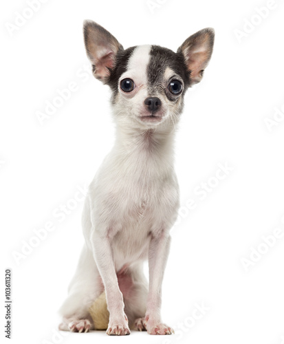 Chihuahua looking at the camera, isolated on white