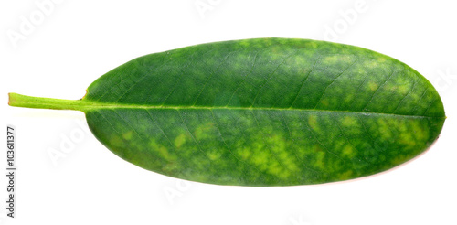 Chlorosis on leaf