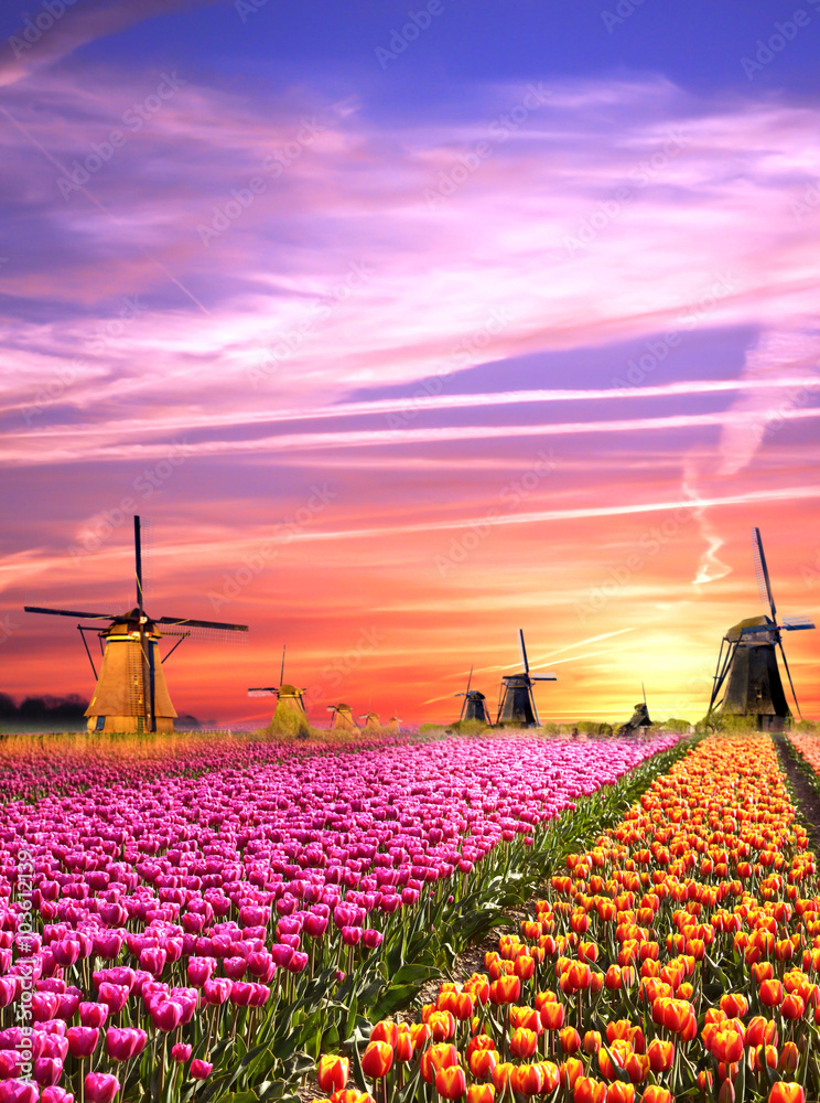 Magical landscapes with windmills and tulips at sunrise in the N
