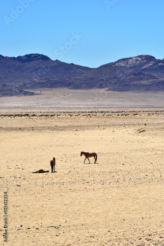 Horses in desert