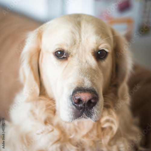 Golden retriever