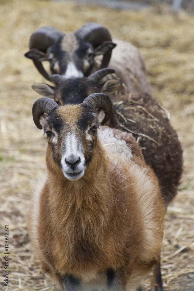 Fototapeta premium goat in the farm
