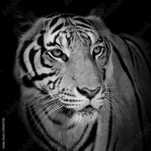 close up face tiger isolated on black background