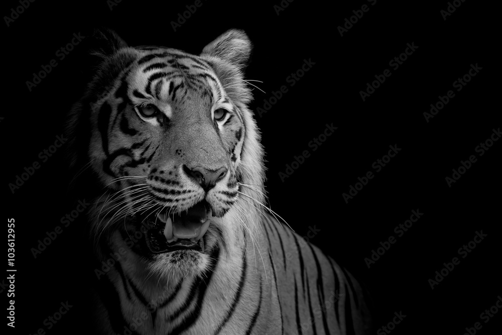 Fototapeta premium bliska twarz Tygrys na białym tle na czarnym tle