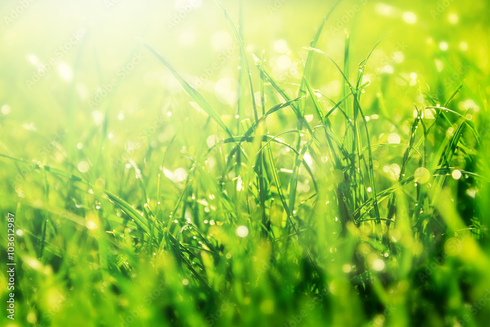 Obraz premium Grass
