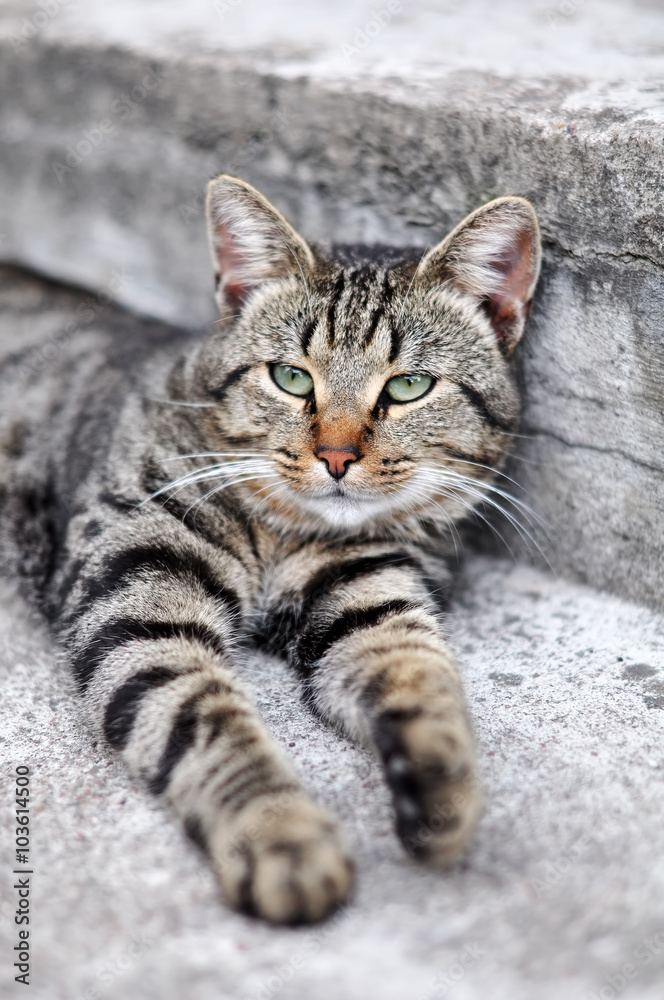 Tabby Cat lying on stairs