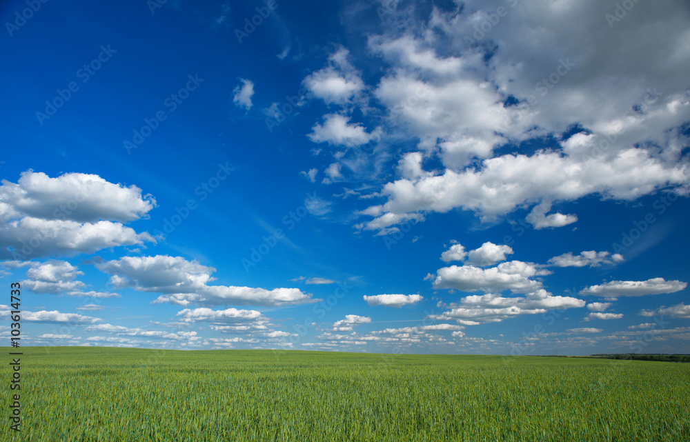 Sky and field.