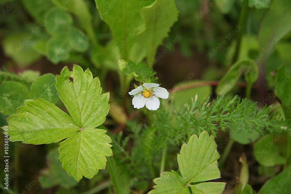 Flower strawberry Flower strawberry