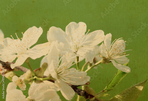 White tree flowers in spring