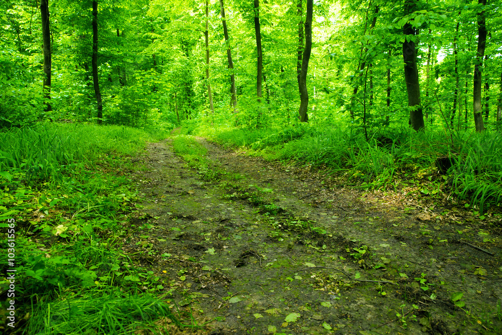 Obraz premium Forest background