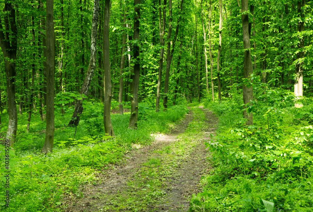 beautiful green forest beautiful green forest