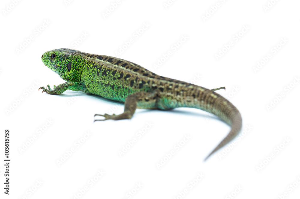 Lizard on white background Lizard on white background