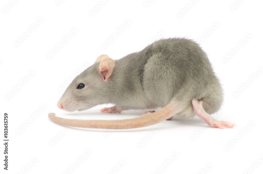 rat isolated on the white background rat isolated on the white background