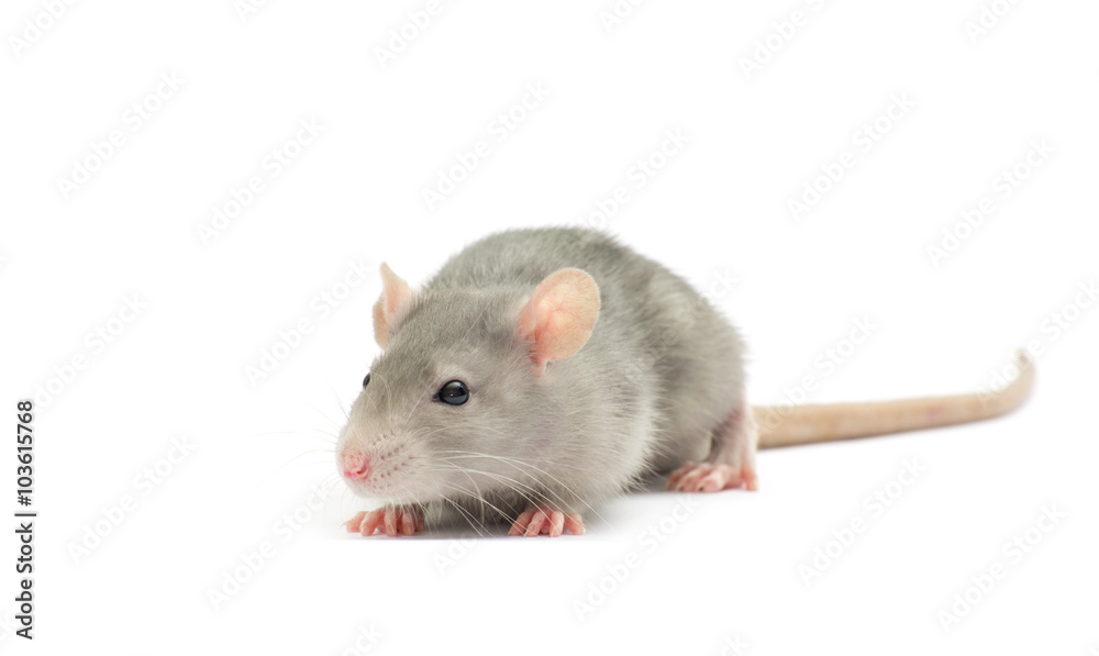 rat isolated on the white background rat isolated on the white background