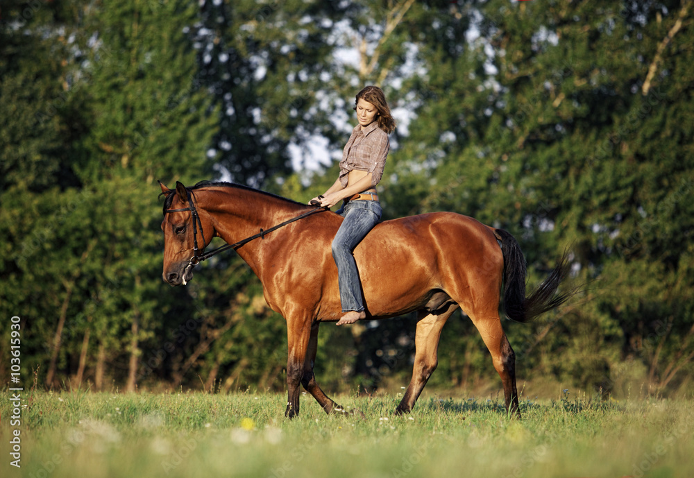 Equestrian riding horse in evening woods, in the background a summer countryside Equestrian riding horse in evening woods, in the background a summer countryside