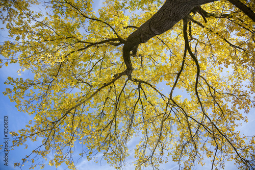 poplar tree in sunlight with yellow leafs against blue skyn in a photo